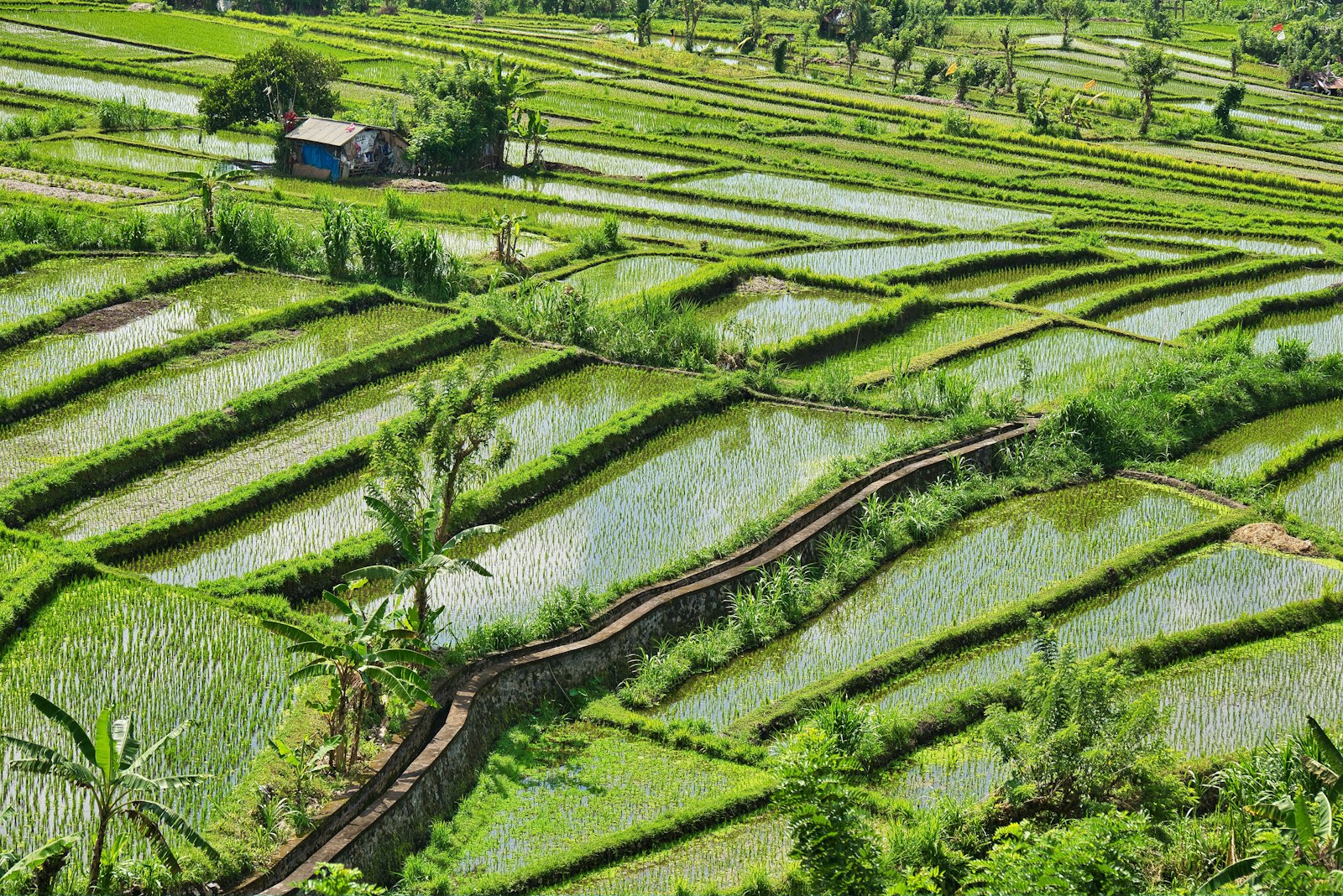 Pemandangan sawah dari atas